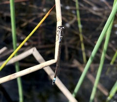 Coenagrion armatum