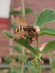 Volucella inanis
