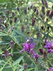 Melissodes denticulatus