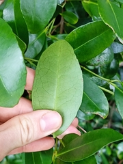 Elaeodendron australe