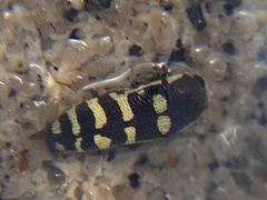 Acmaeodera alicia