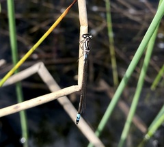 Coenagrion armatum