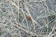 Graphosoma italicum