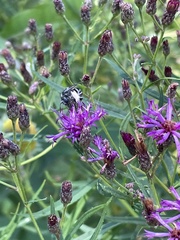 Melissodes denticulatus