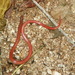 Tehuantepec Striped Snake - Photo (c) Erick Noe Tapia Banda, some rights reserved (CC BY-NC), uploaded by Erick Noe Tapia Banda