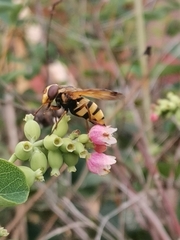 Volucella inanis