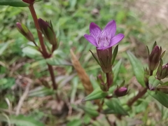 Gentianella