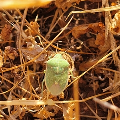 Chlorochroa uhleri