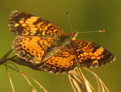 Phyciodes