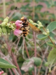 Volucella inanis