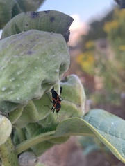 Lygaeus kalmii