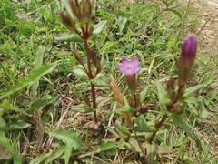 Gentianella