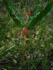 Leptarrhena pyrolifolia