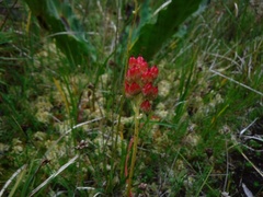 Leptarrhena pyrolifolia