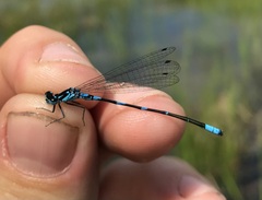 Coenagrion pulchellum
