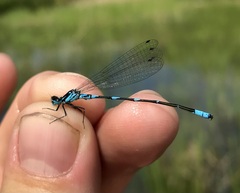Coenagrion pulchellum