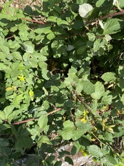 Rubus bifrons
