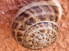 Eobania vermiculata