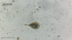 Phacus longicauda