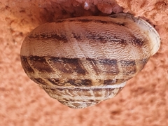 Eobania vermiculata