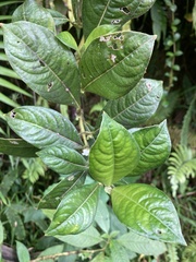 Lasianthus lanceolatus