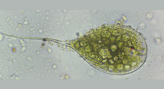 Phacus longicauda
