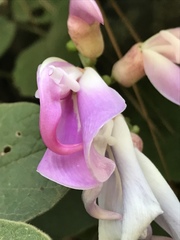 Canavalia septentrionalis