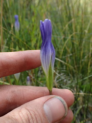 Gentianopsis holopetala