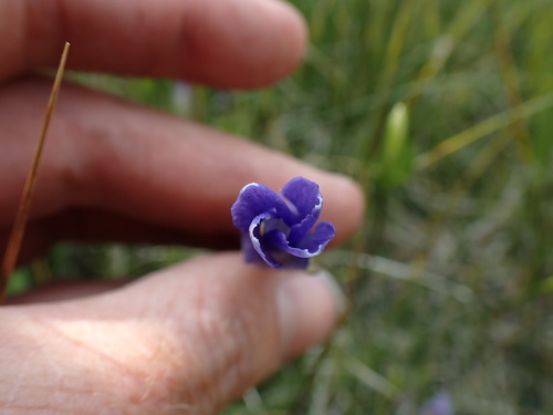 Image of Gentianopsis holopetala by (c) Martin Purdy, some rights reserved (CC BY)