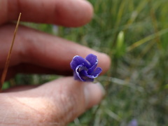 Gentianopsis holopetala