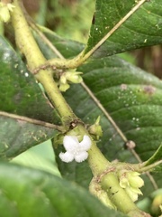 Lasianthus lanceolatus