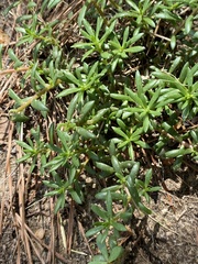 Portulaca pilosa