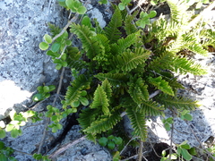 Asplenium decurrens