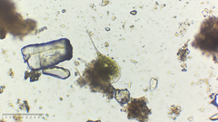 Phacus longicauda