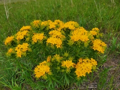 Lithospermum caroliniense