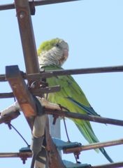 Myiopsitta monachus