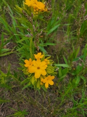Lithospermum caroliniense