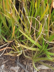 Bulbine