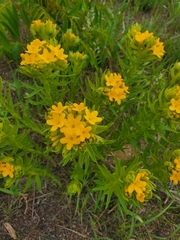 Lithospermum caroliniense