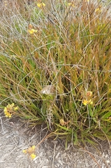 Bulbine