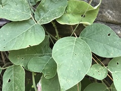 Canavalia septentrionalis