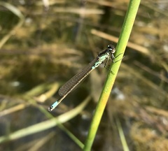 Coenagrion armatum