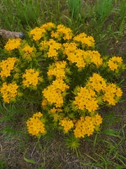 Lithospermum caroliniense