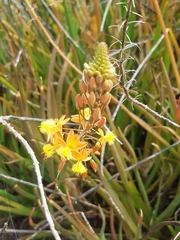 Bulbine