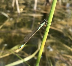 Coenagrion armatum