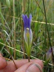 Gentianopsis holopetala