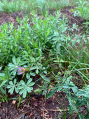 Eucephalus ledophyllus