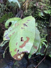 Elaphoglossum crinitum