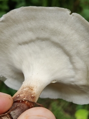 Lentinus substrictus