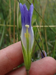 Gentianopsis holopetala
